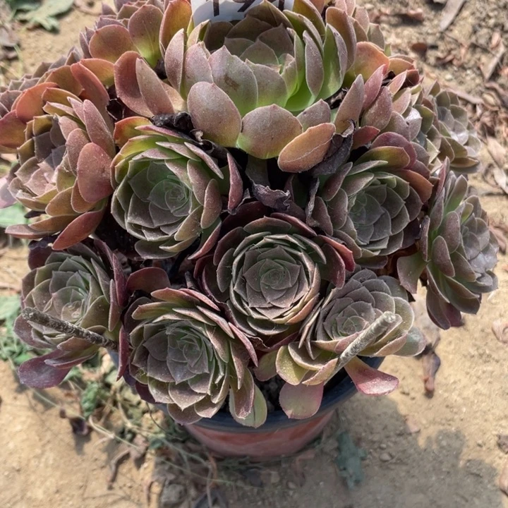 无花朵194多肉植物赤焰莲