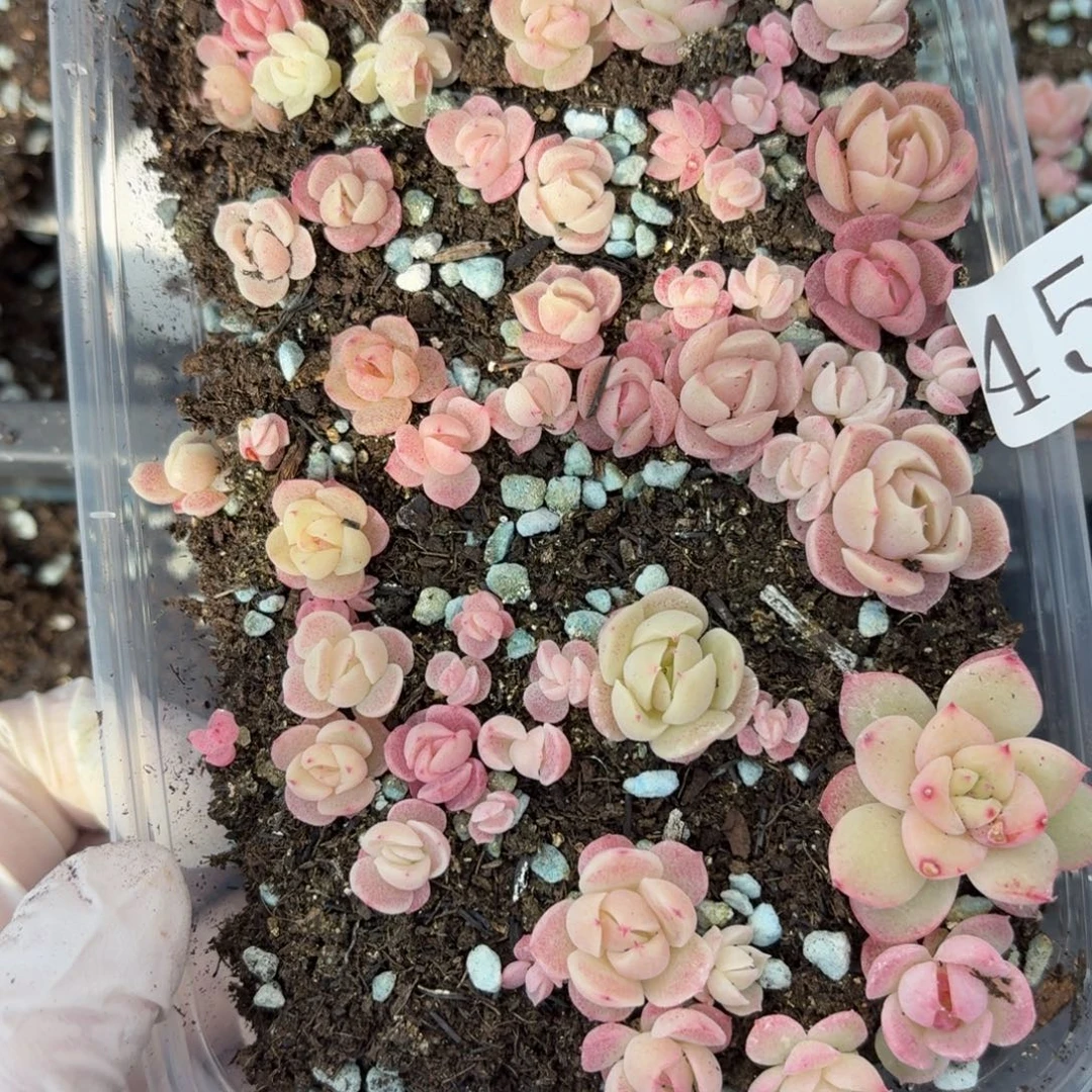 多肉植物多肉植物458