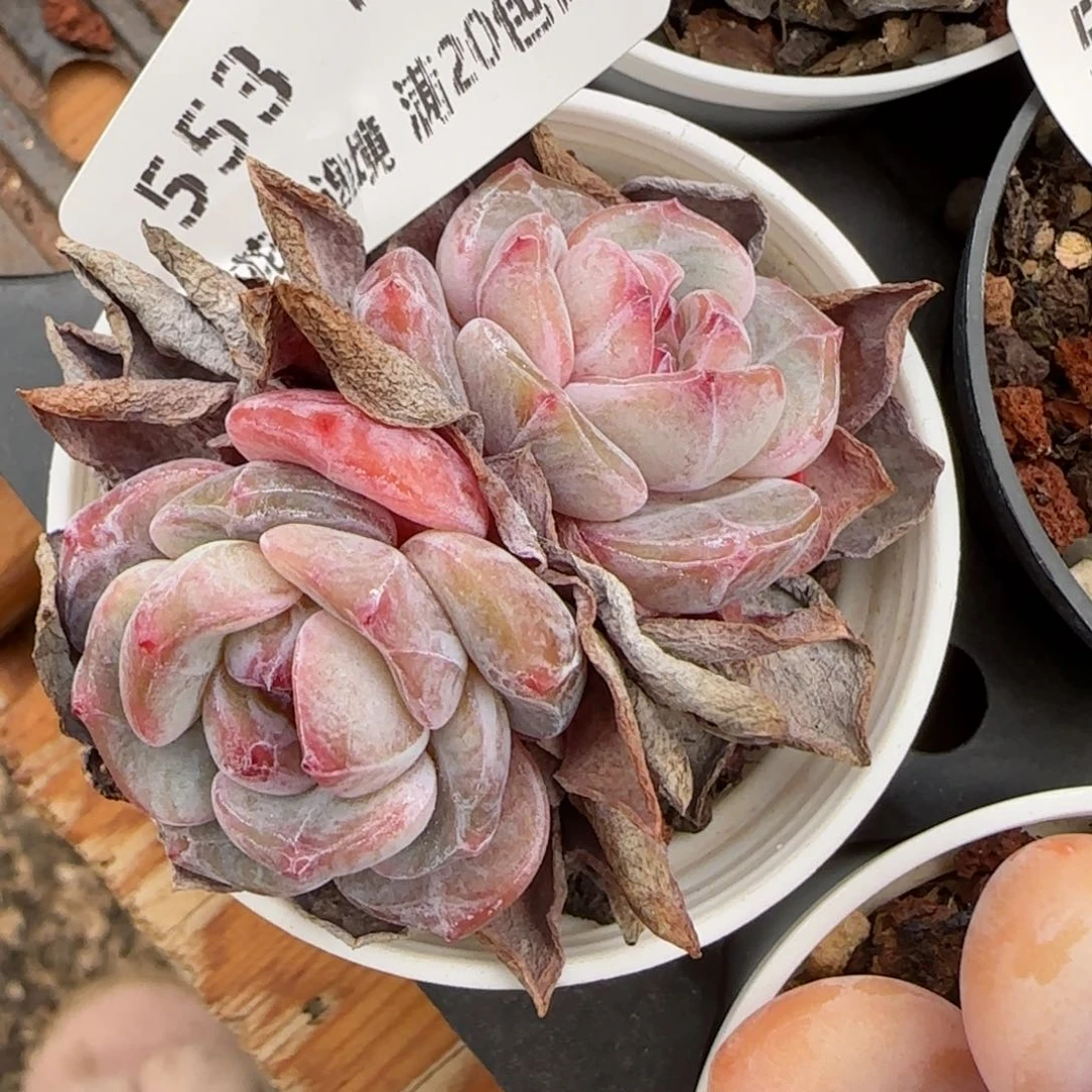 花语逸镜0127-553