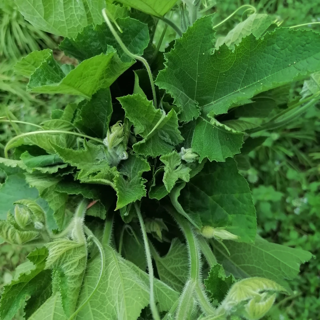 贵州高山农家自种新鲜现摘南瓜尖顺丰包邮
