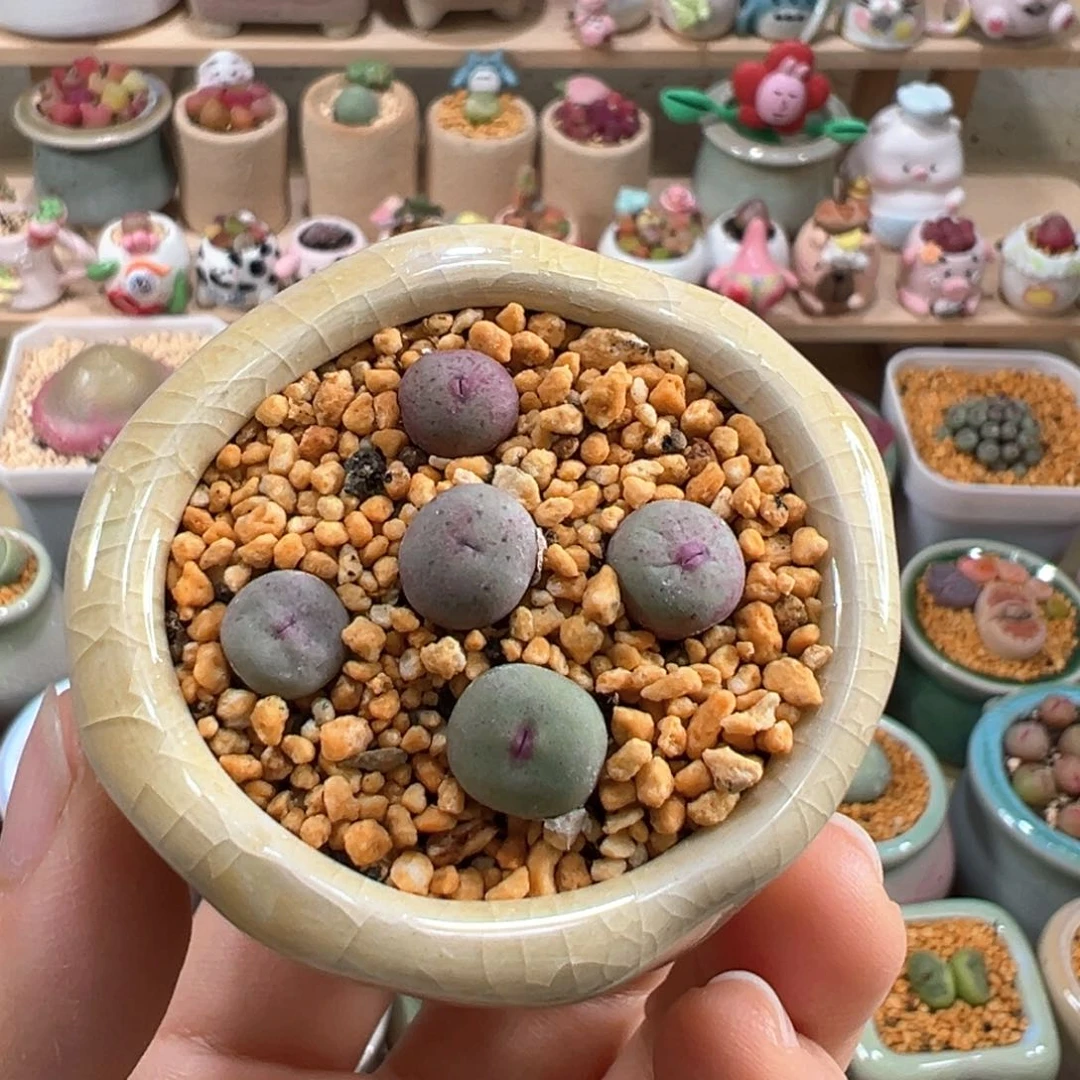 多肉植物6号小红嘴