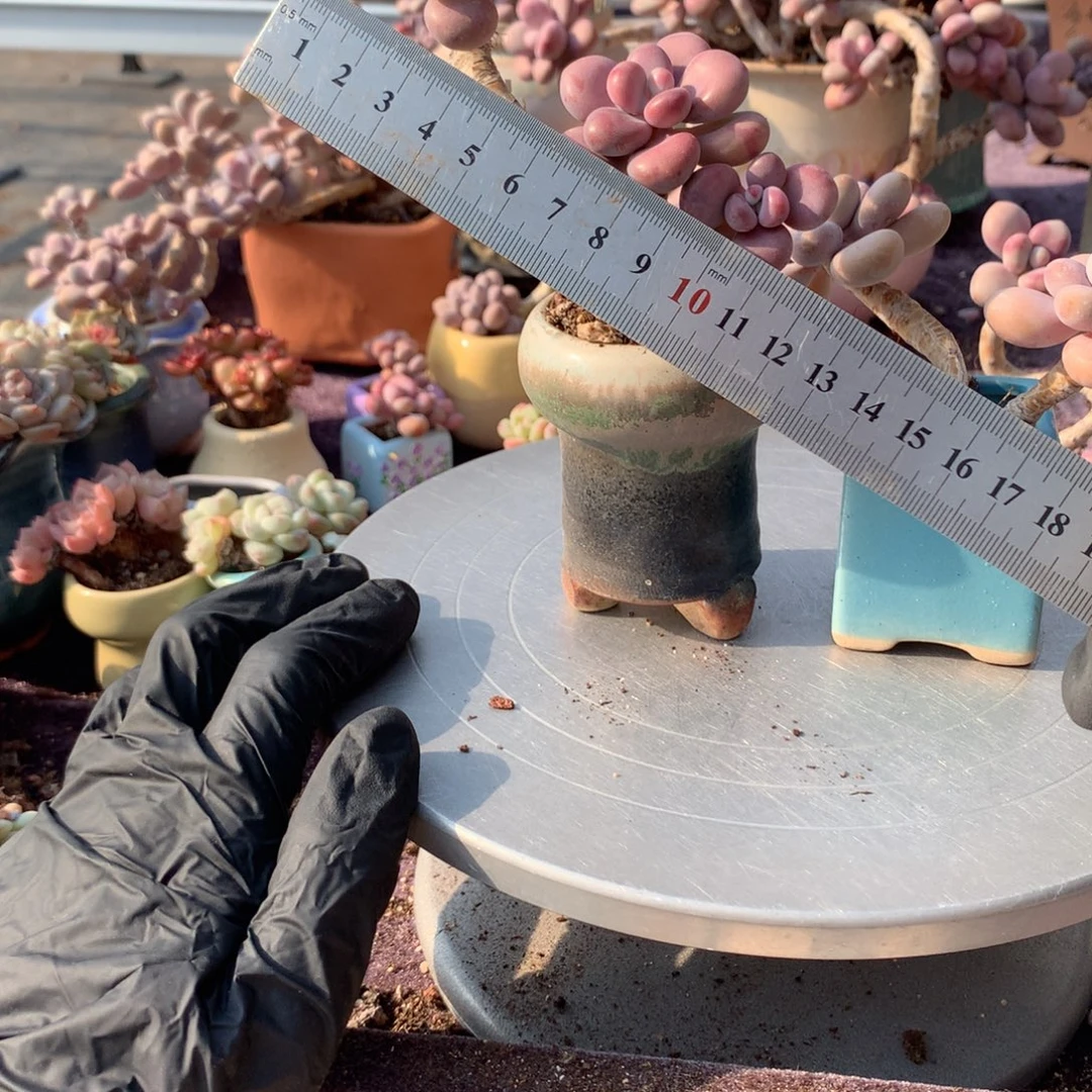 2颗带盆桃蛋偏远地区不包邮的