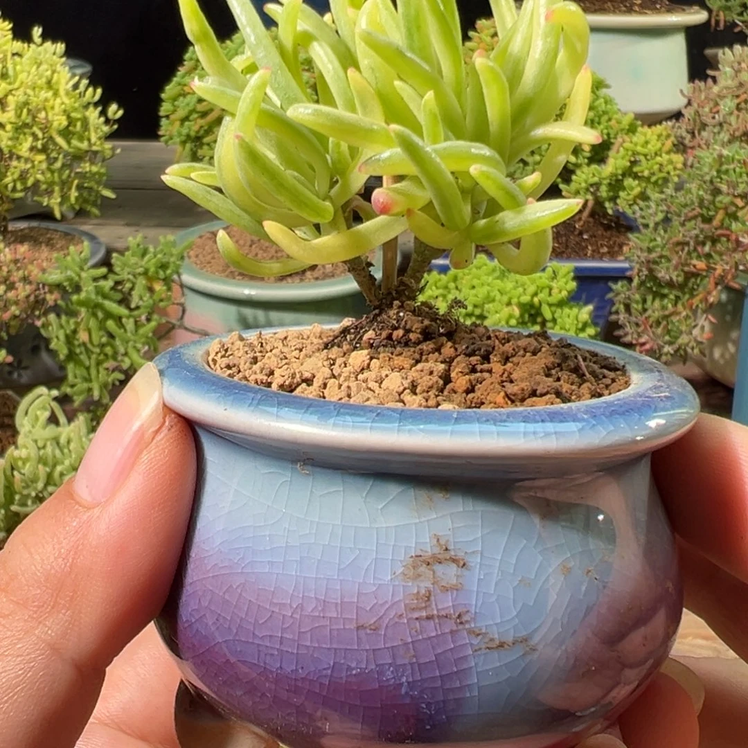 01 号冰花锦带盆小精致