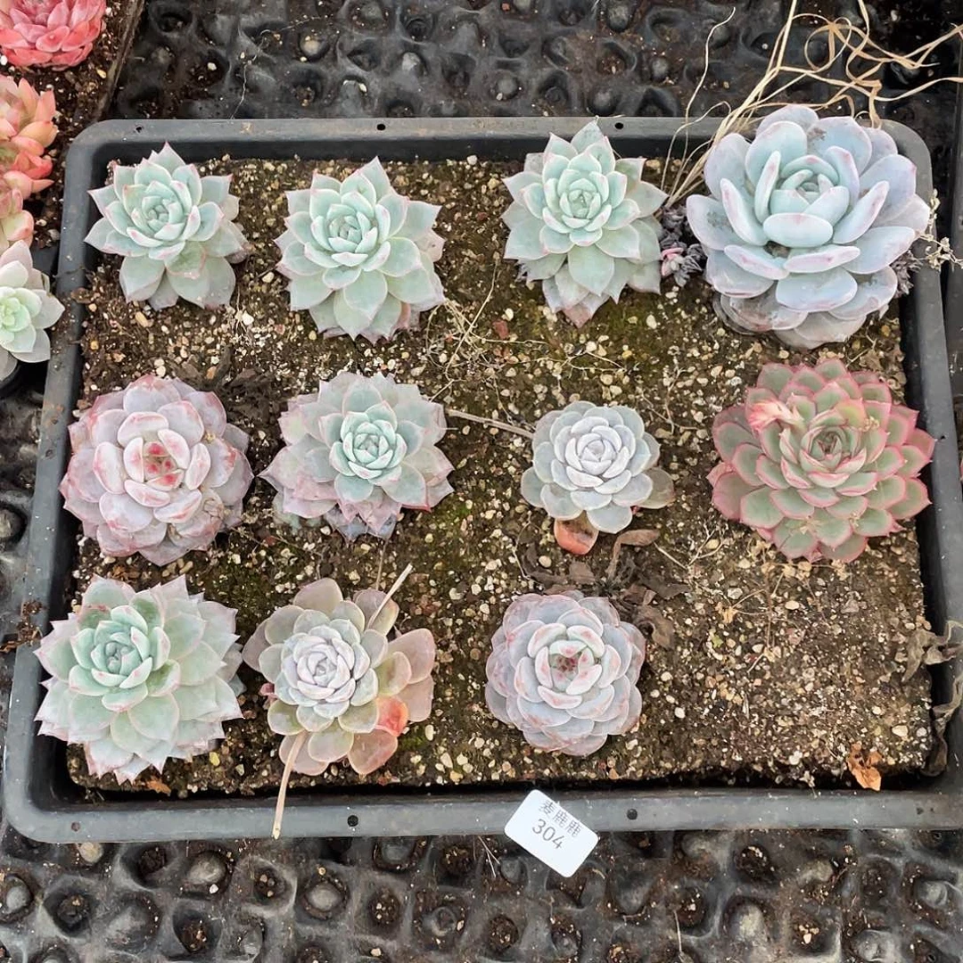 Y***呀304。 定。