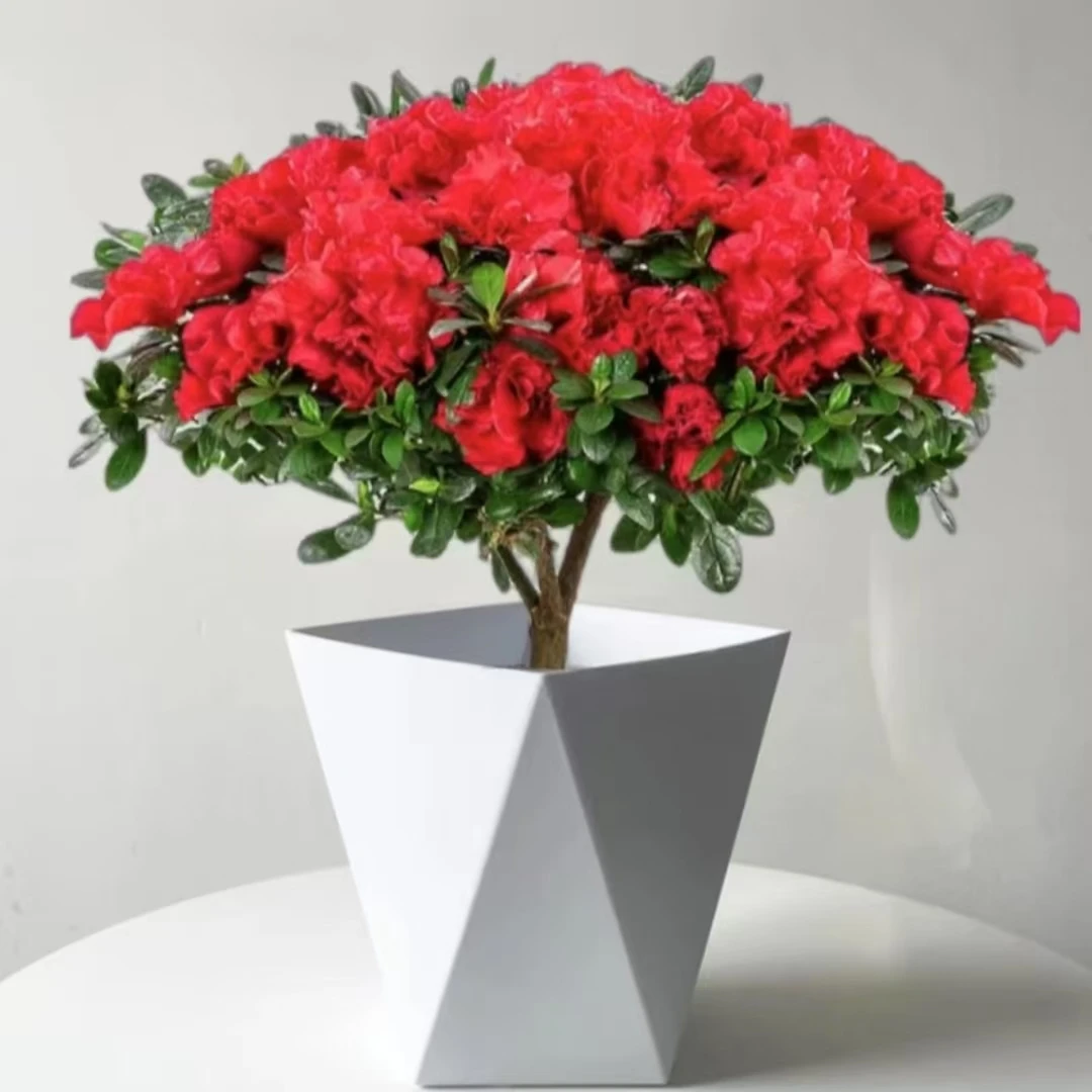 【杜鹃花】盆栽带花苞高度30-40cm发货四季开花苗室内花卉绿植植物