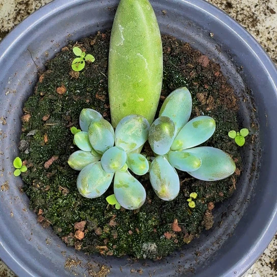 胖烟花 叶插  一物一拍
