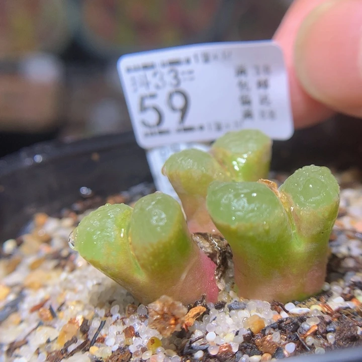 精品生石花33.59