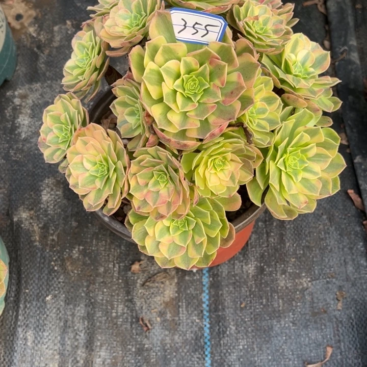 355雨荷多肉植物法师
