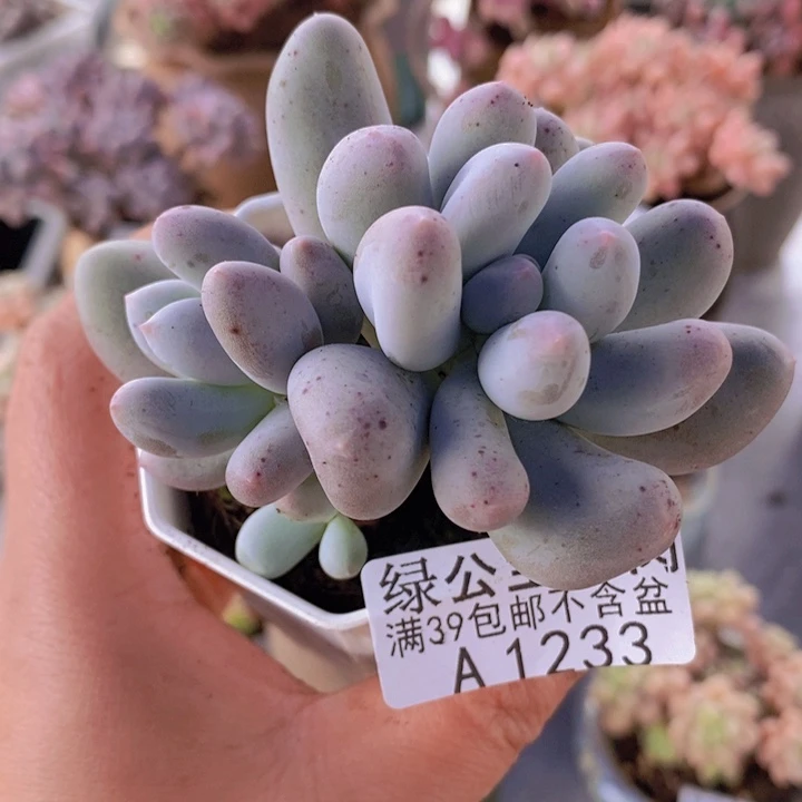 米可7cm1233多肉植物