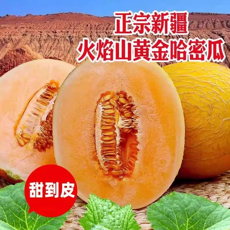 【新疆空运直发】新疆吐鲁番哈密瓜金色年华现摘现发应季新鲜水果
