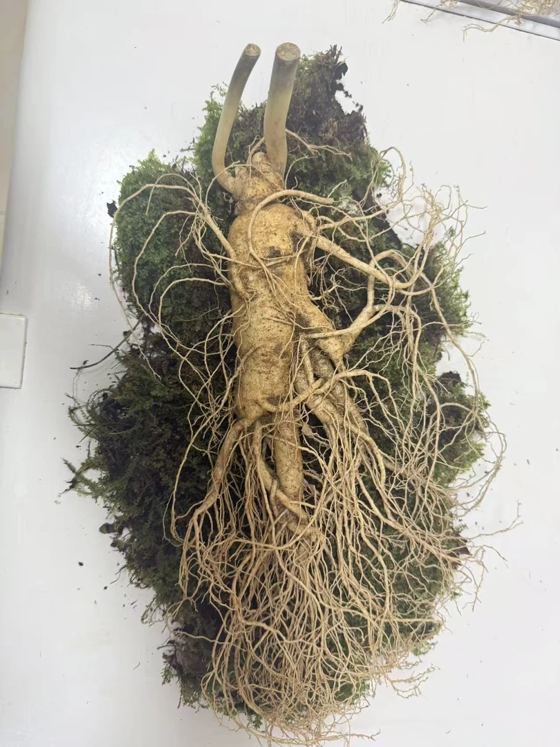 长白山鲜人参产地直发单支150克左右泡酒送礼【清洗后不退不换】