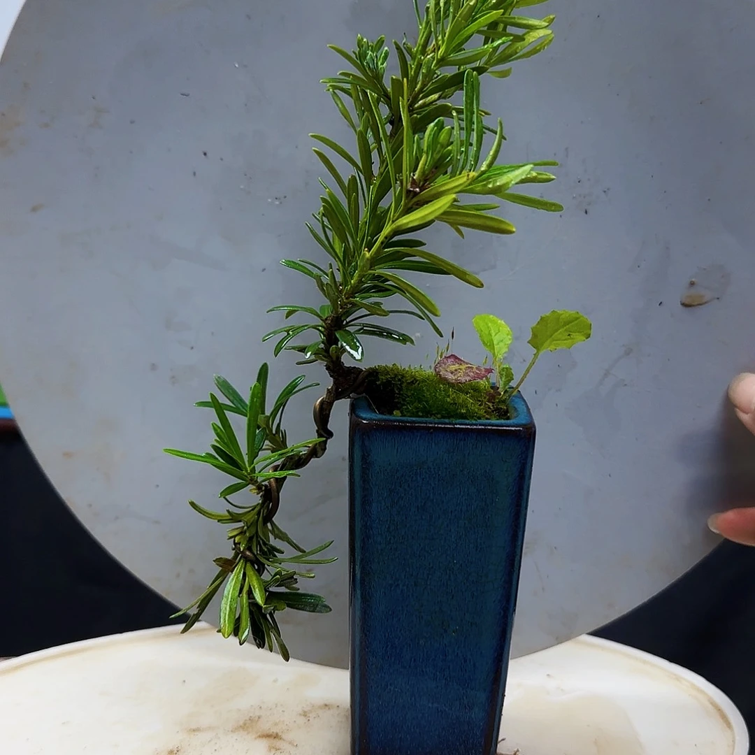 羽***尘无花朵地方货架开门吗