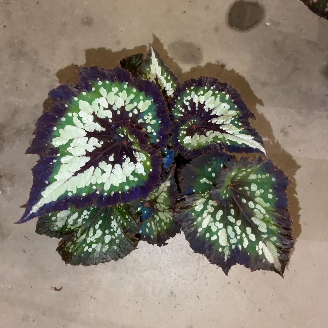 无花朵耶诞嘉年华