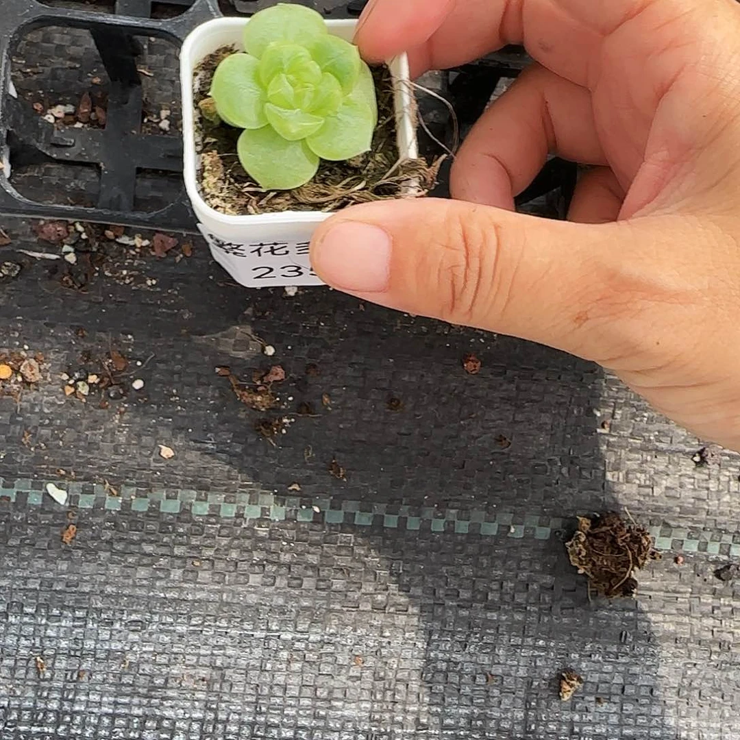 琳***裴235羊脂玉盆6号床一个满25包邮