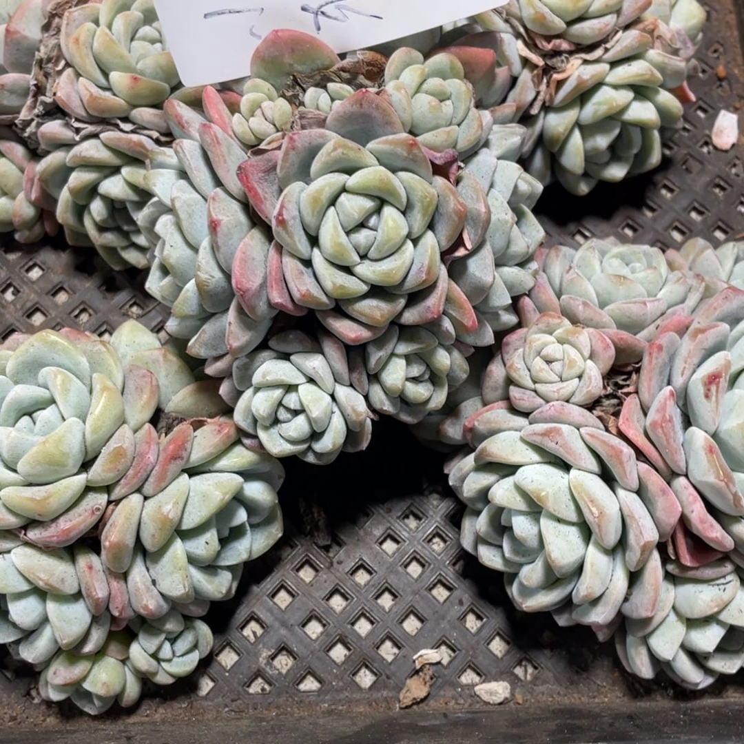 小猴专拍冰玉群生多头