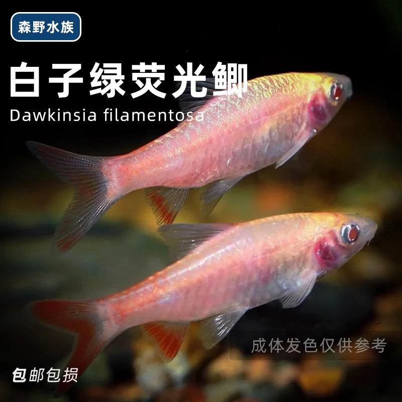 红尾绿荧光鲫白化 白子绿荧光鲫 溪流活体原生广温冷水