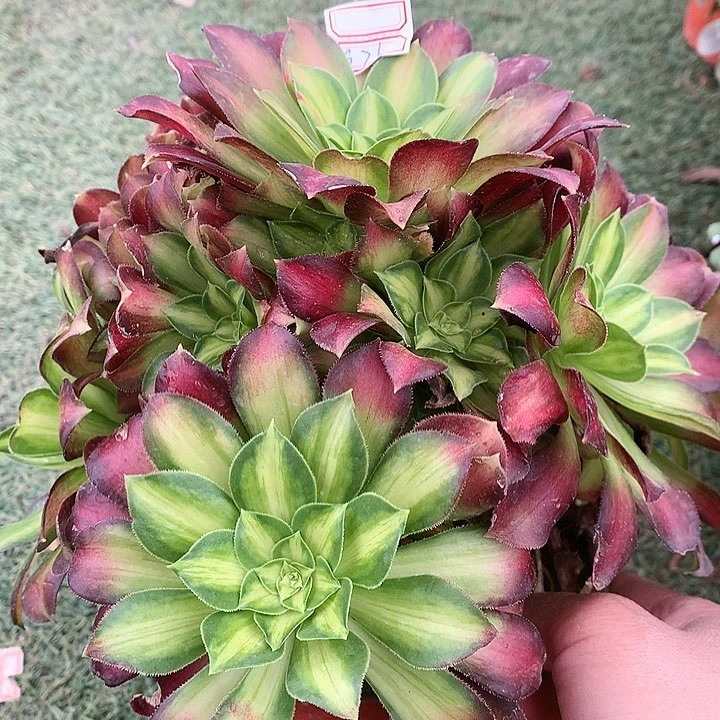 976韶华多肉植物