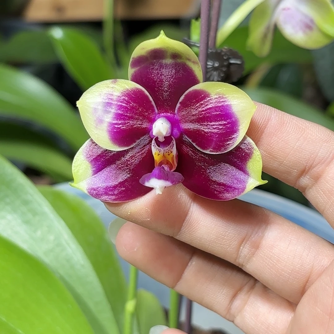 当前无花栽培后可以开花弥陀红虎