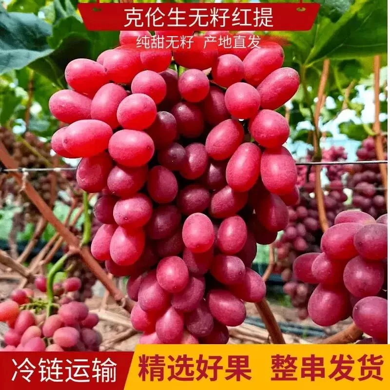 【顺丰/中通冷链】四川大凉山克伦生葡萄现摘现发无酸无籽红提