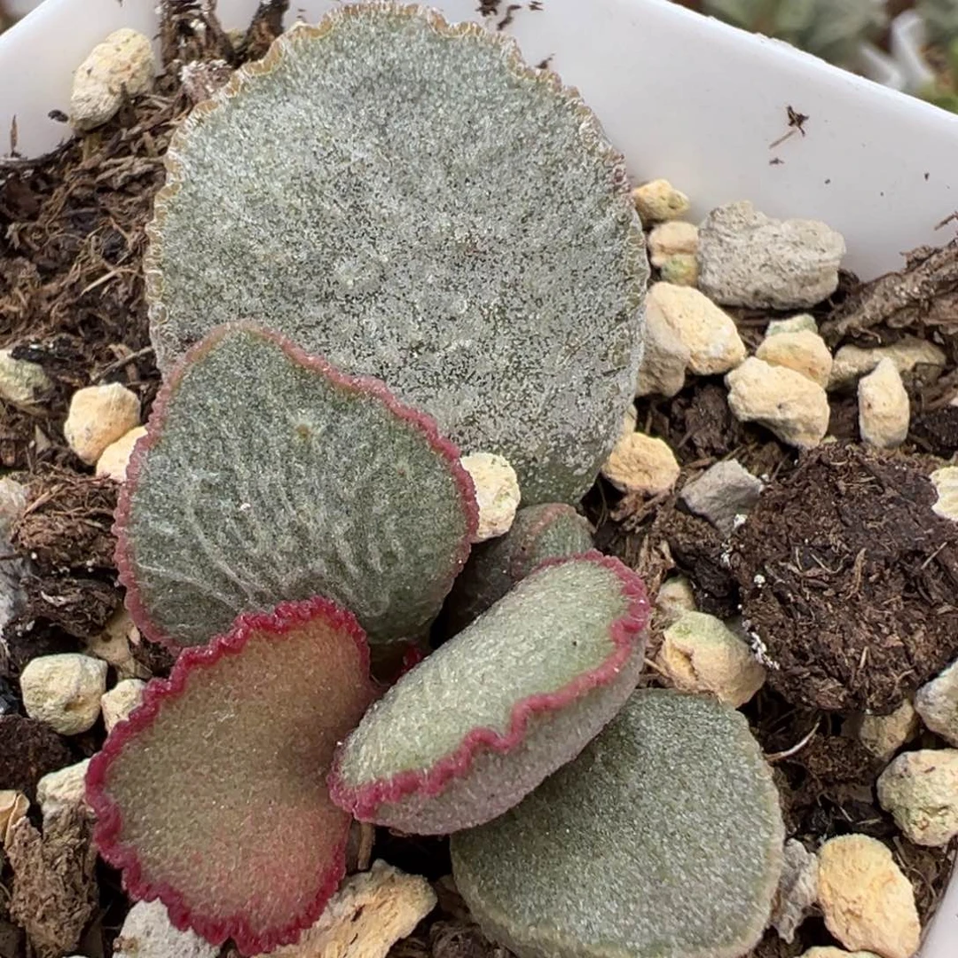 900号磨砂蛋大苗多肉植物