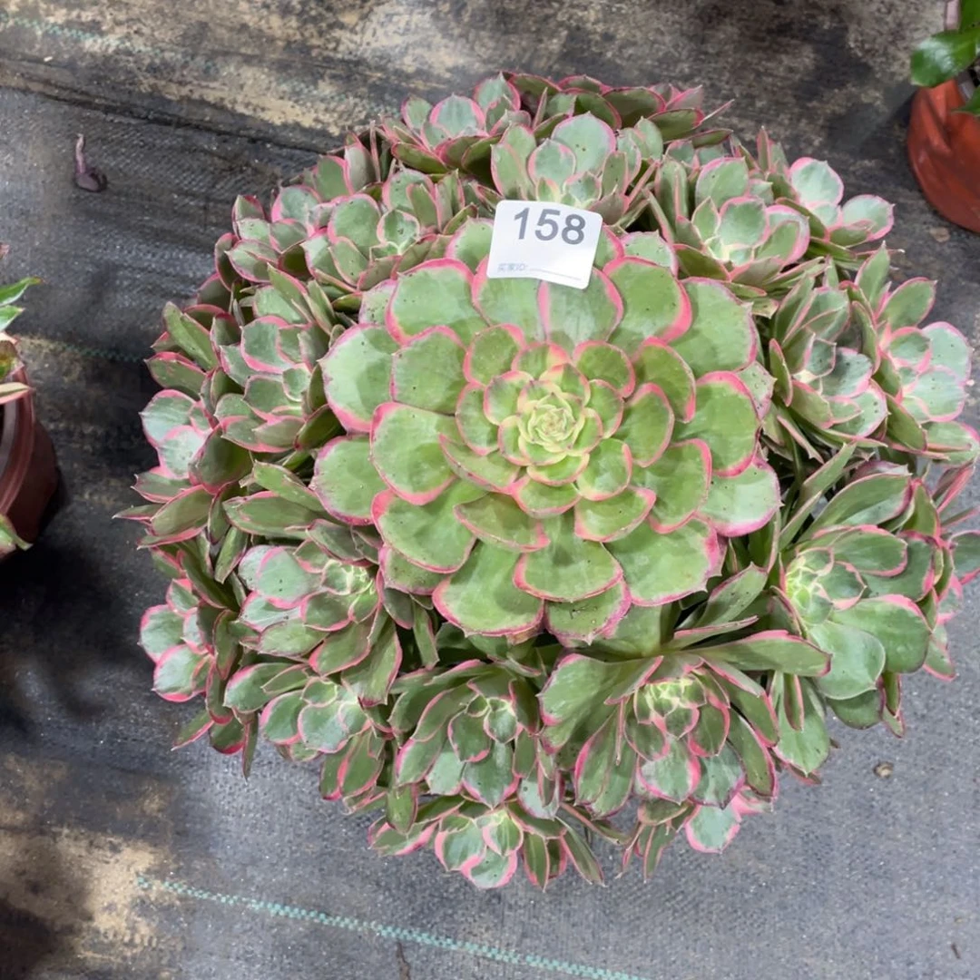 粉花妖多肉植物老桩