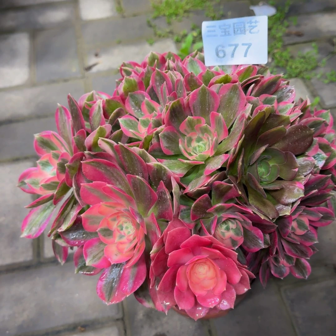 不****?多肉植物677妖月