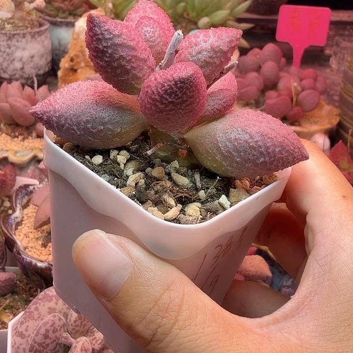 黑***桃售后……补，。嗯嗯嗯嗯