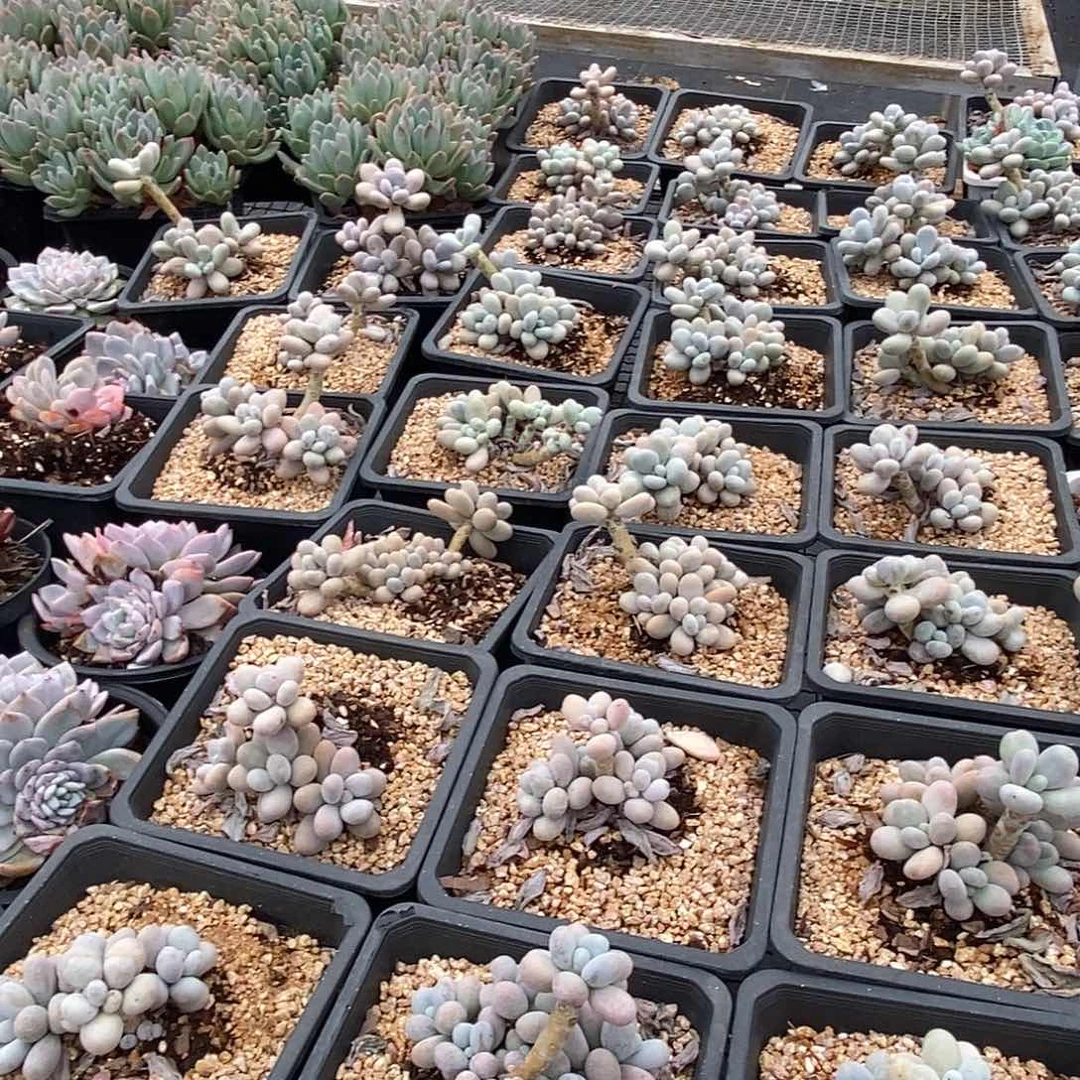 金汇园艺，团奶酪老桩