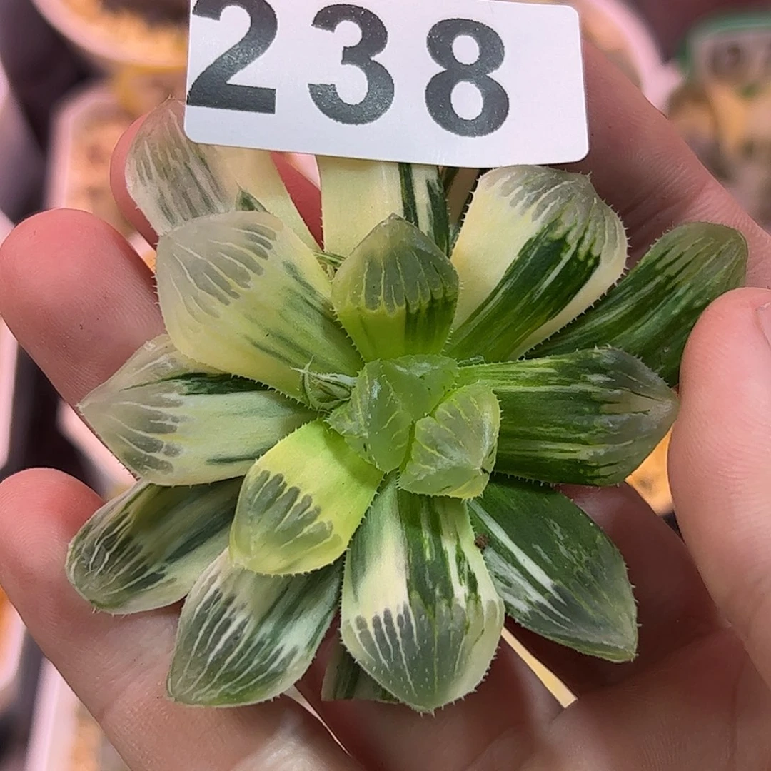 一半糊斑锦十二卷多肉植物