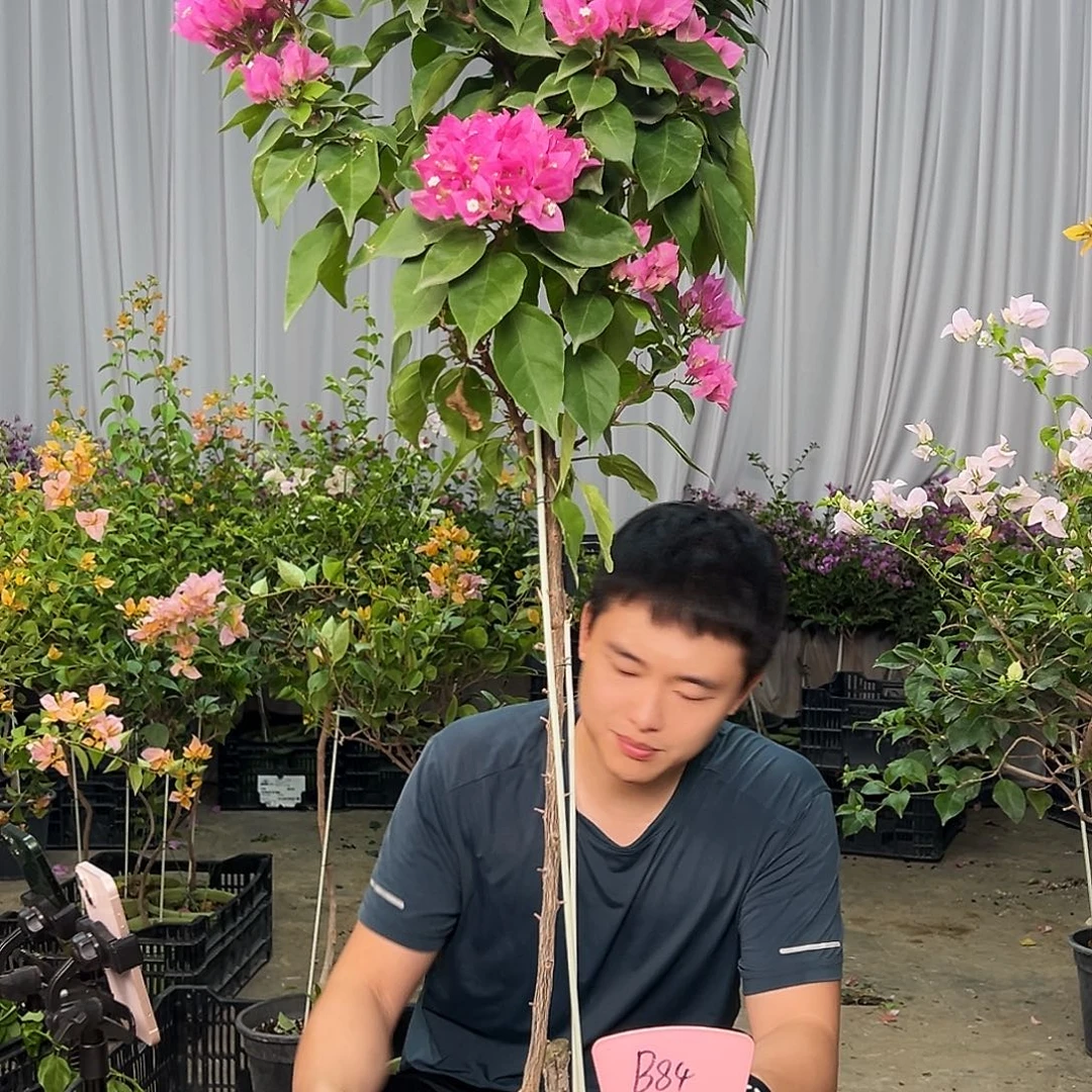 痞***板当前无花栽培后可以开花B84 比芭