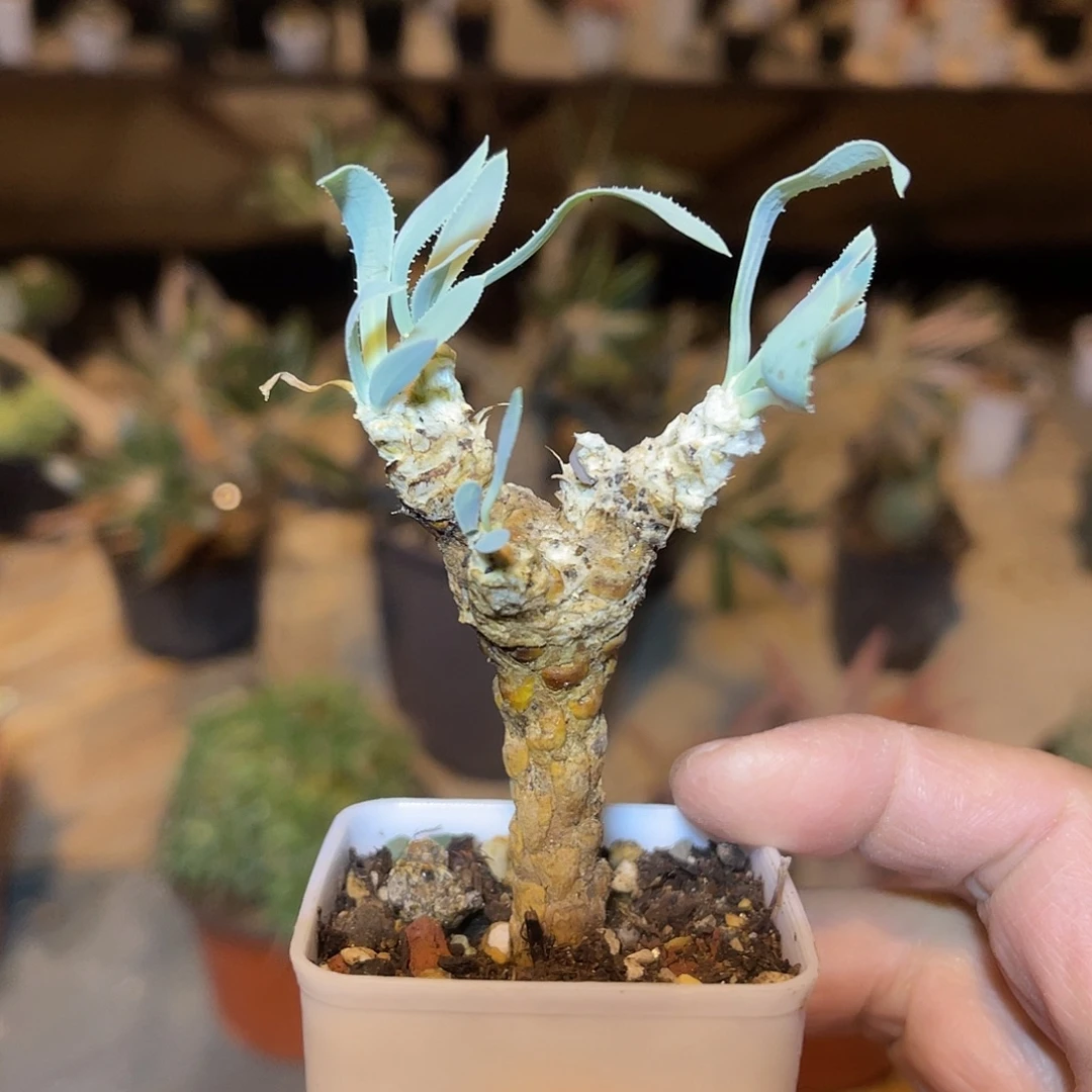 实生刨花厚敦菊一物一拍