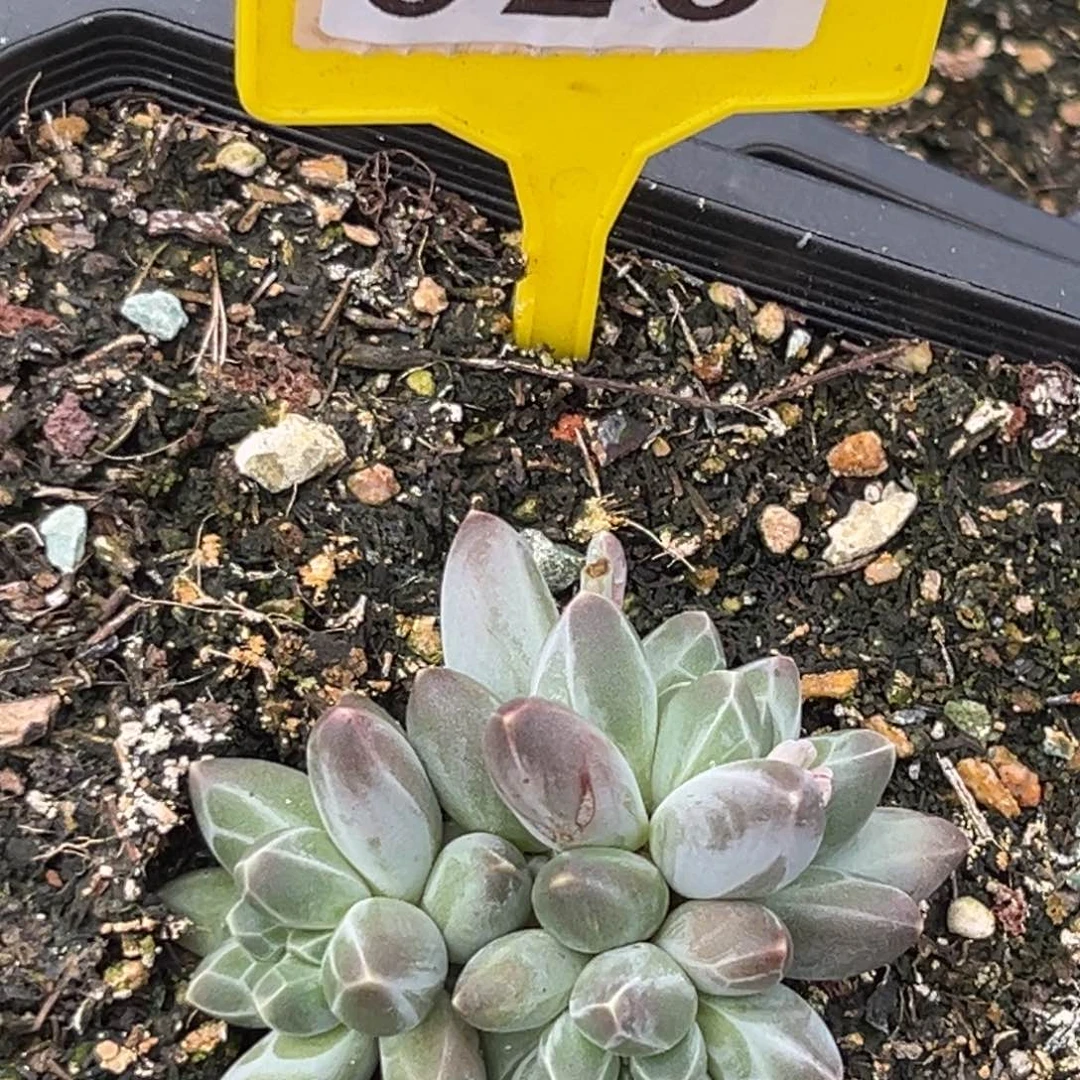 多肉植物申公豹623