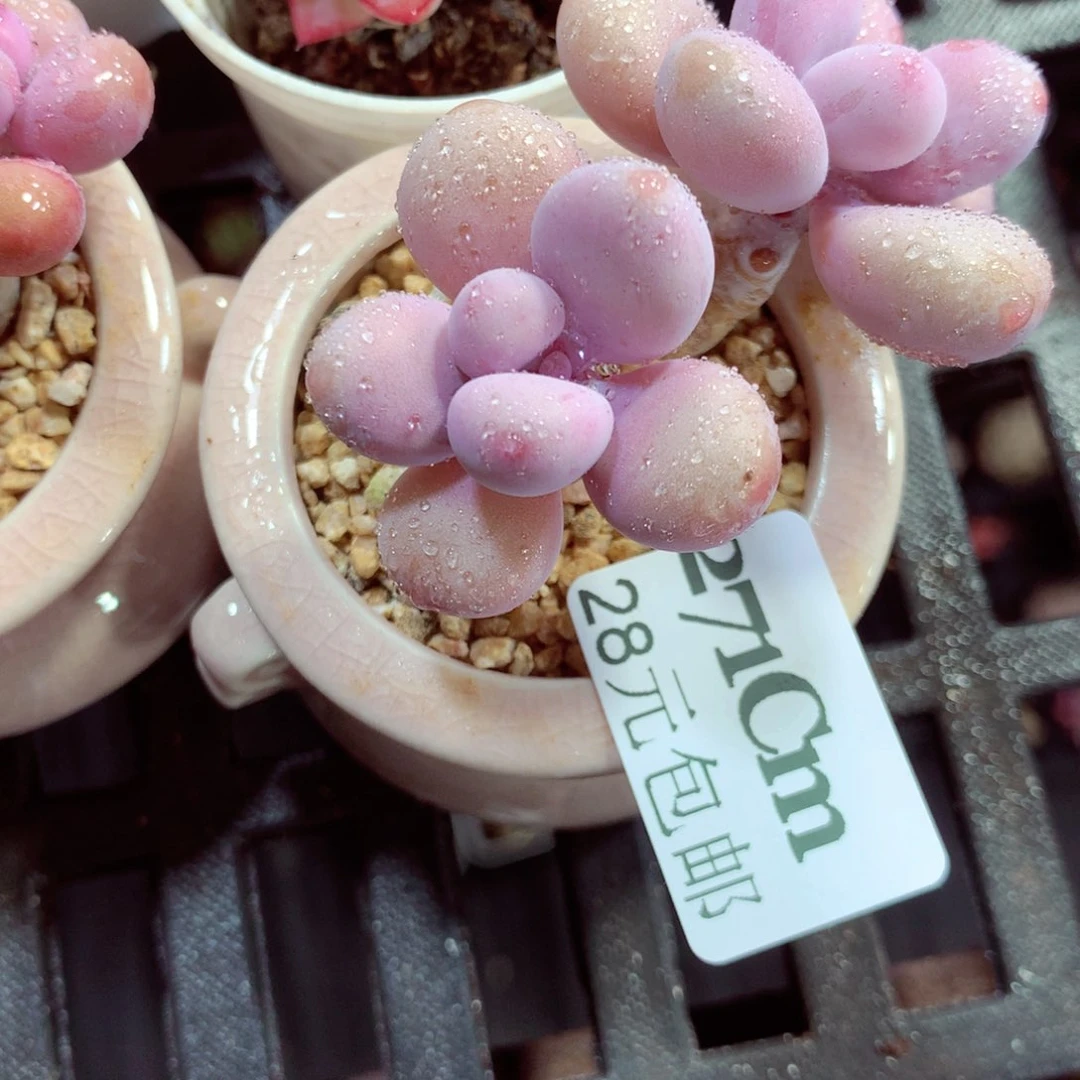 5厘米盆精控多肉271