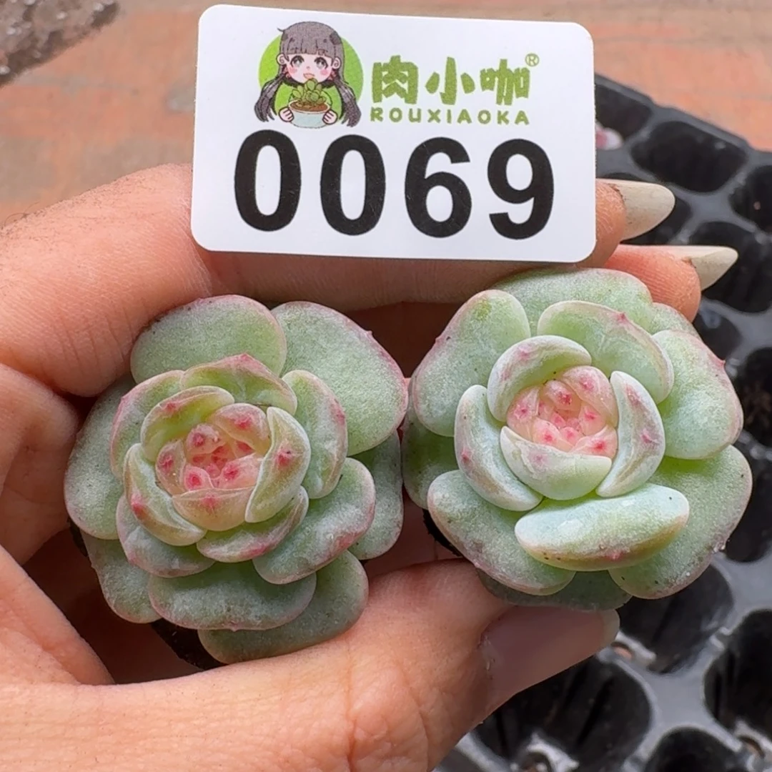 多肉植物多肉植物