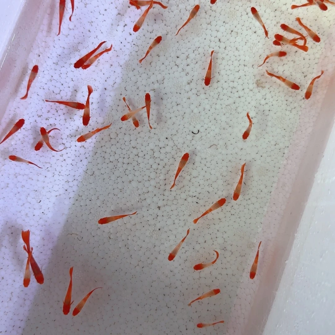 孔雀鱼小鸿运当头54条