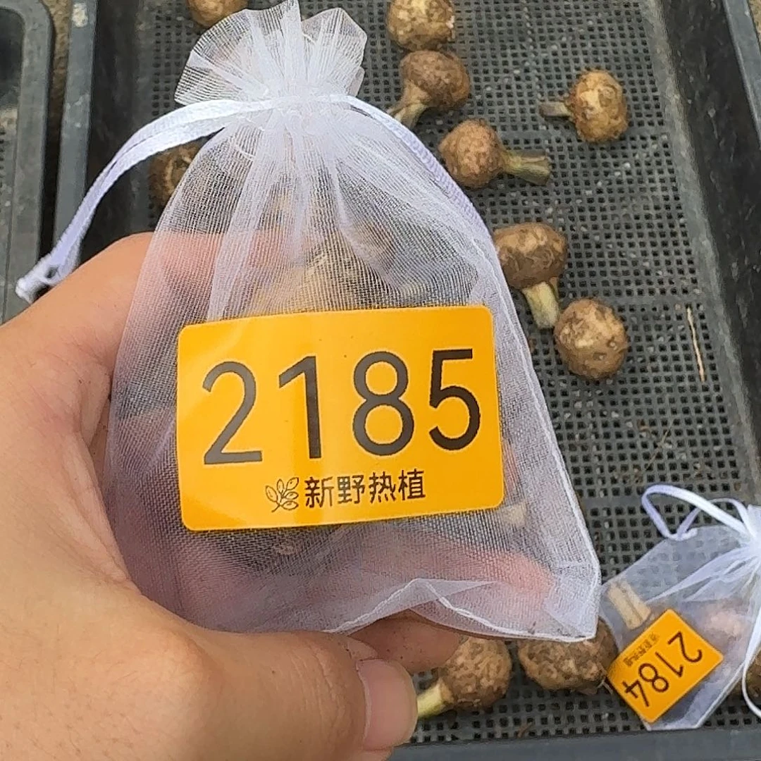 完全开放2185俏公主裸球不售后4.5厘米