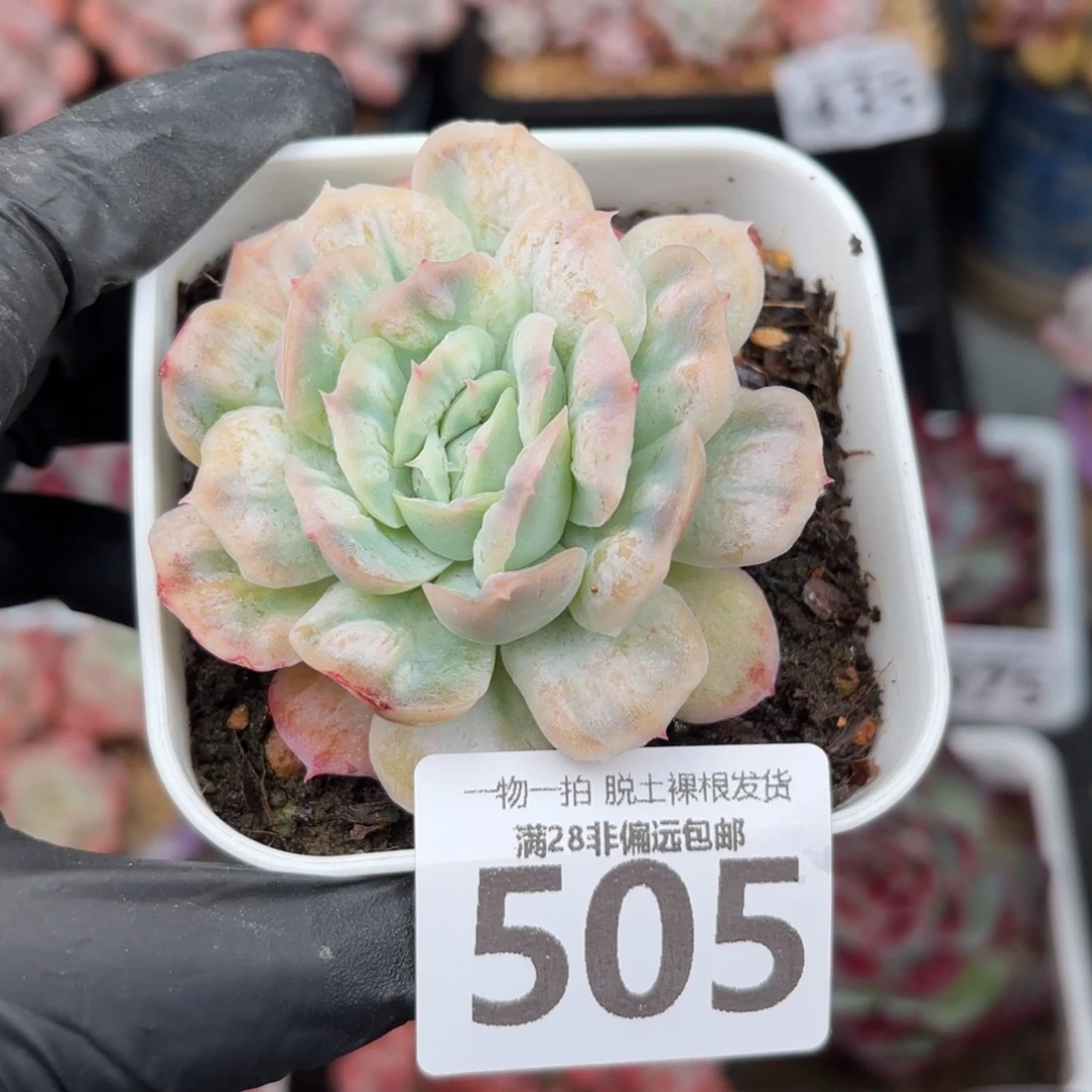 泡泡纱裙无盆土发货