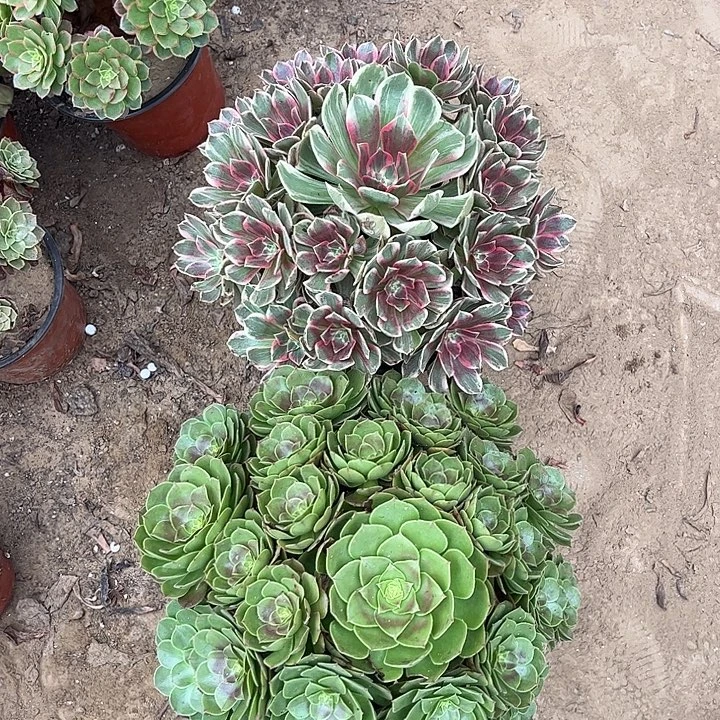 507多肉植物组合，
