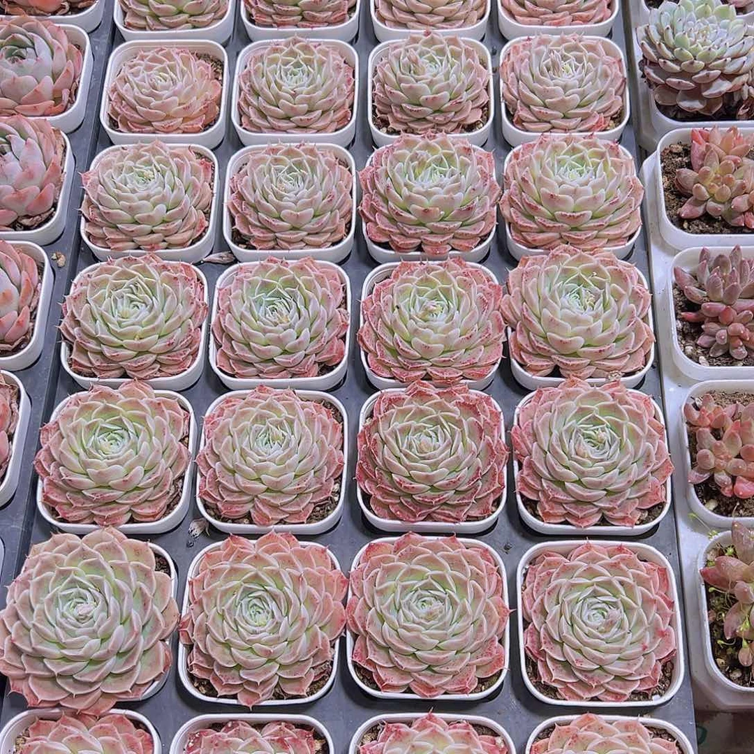 冰边长睫毛19包邮多肉