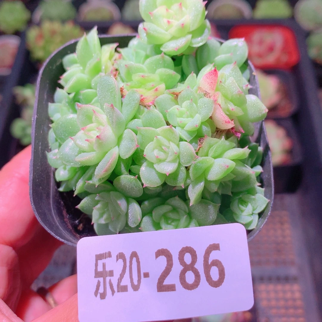 乐然20-286 麦秆群 不包整