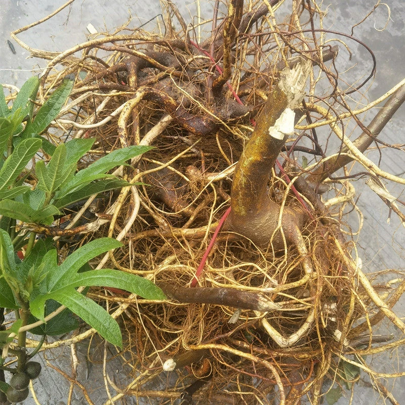 野生鲜货五指毛桃，收到货及时洗净放冷冻保存