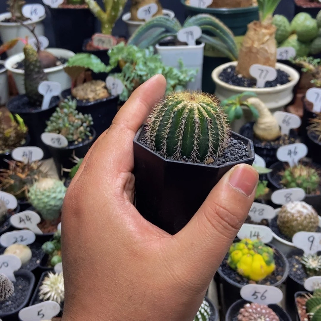 优博球一个一物一拍