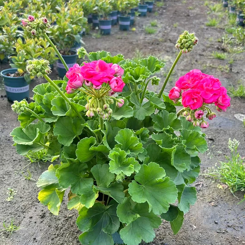 新品天竺葵(大冠幅老桩  花期长 比较耐阴)阳台庭院开花植物