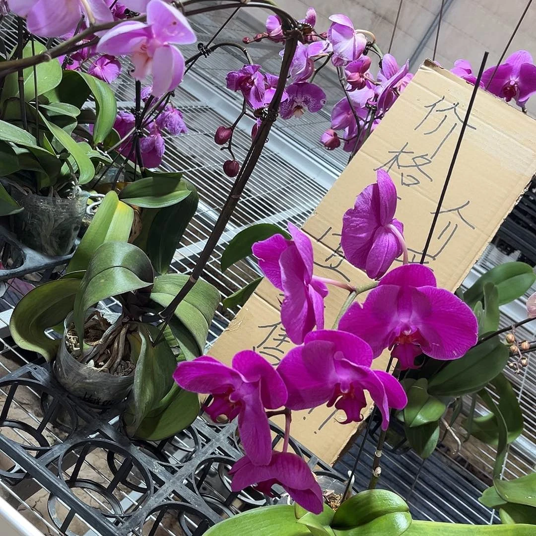 小***子完全开放蝴蝶兰花后苗2个 不售后