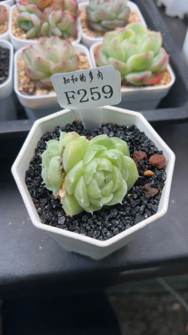知和的多肉F259专拍链接