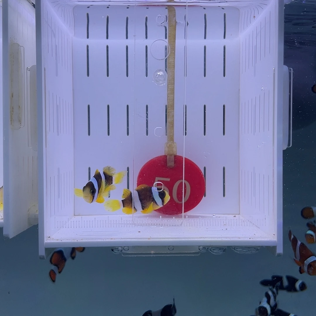 海水鱼人工金双待