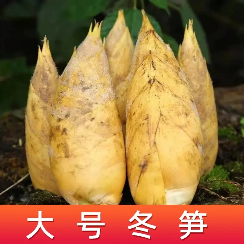 【精品大号冬笋】单颗5-7两