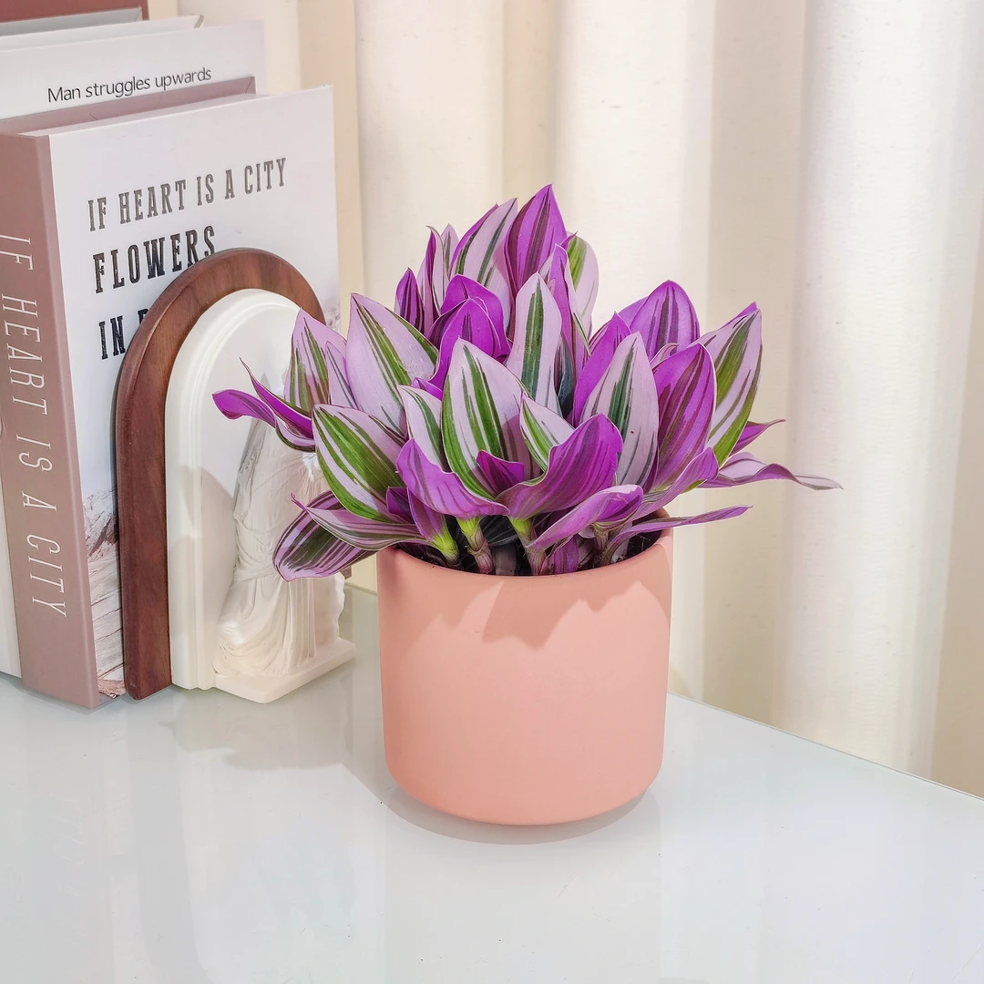 油画婚礼吊兰粉色盆栽少女心花卉室内阳台绿植