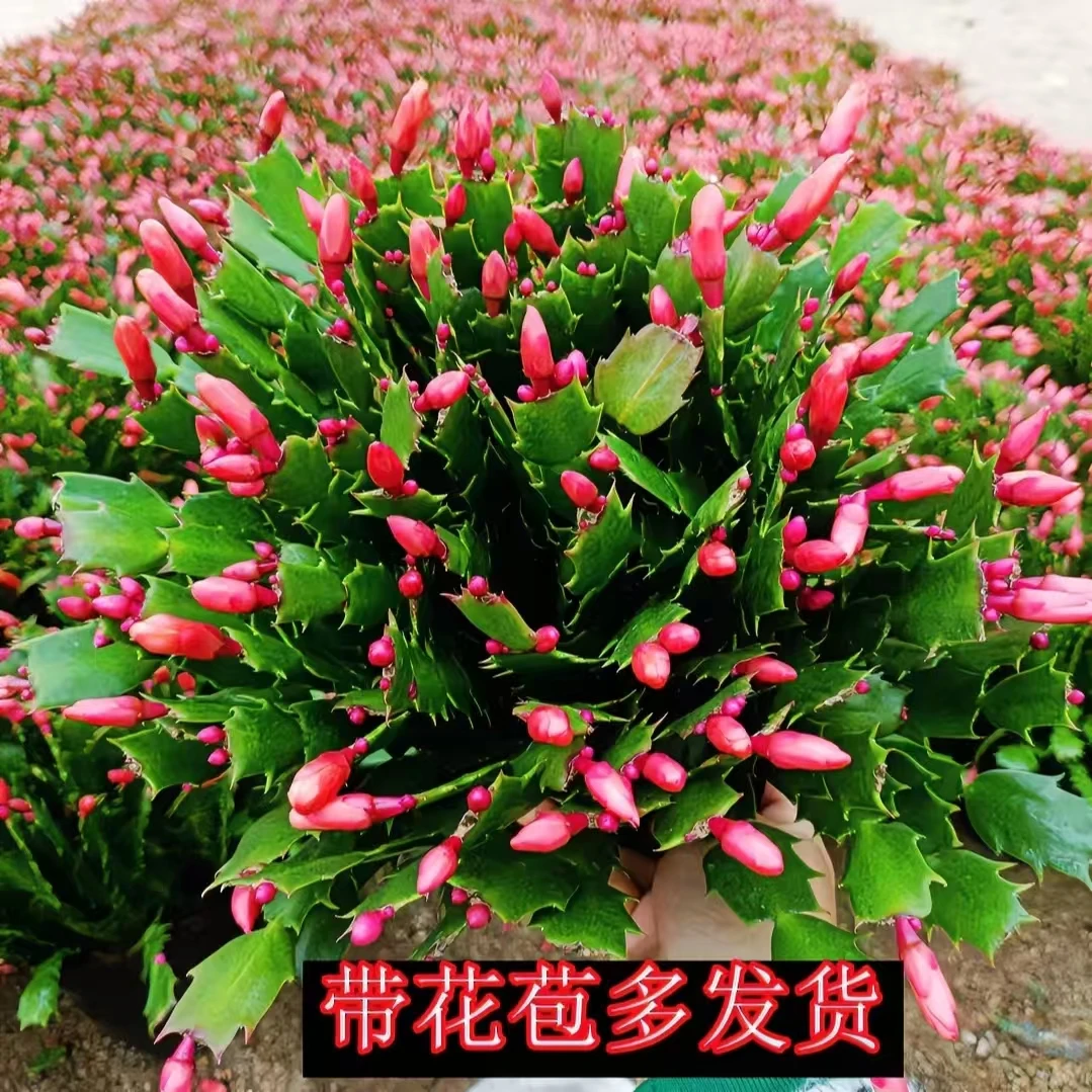 多色蟹爪兰和红色蟹爪兰盆栽带花苞好养耐活四季开花适合桌面摆放