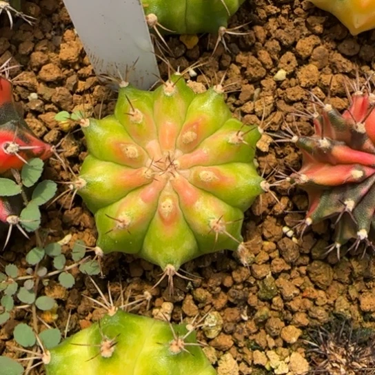 54-0121泰国发货轮回多肉